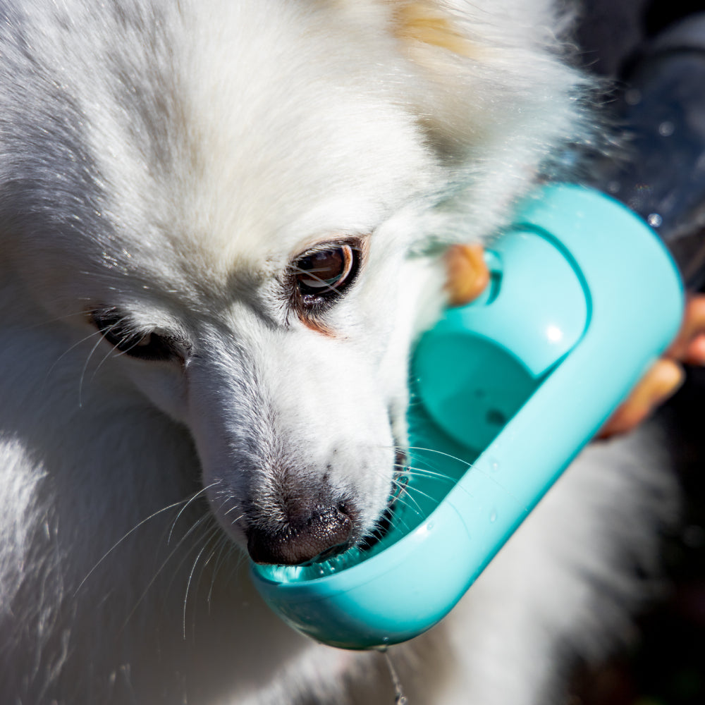 Doggie Bottle™ On the go water + snack feeder - Furry Mates Co